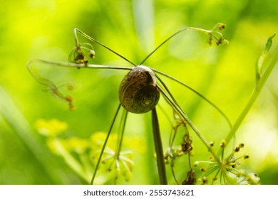 A closeup of a Snail in shell resting on a plant with vegetation in the background - Powered by Shutterstock