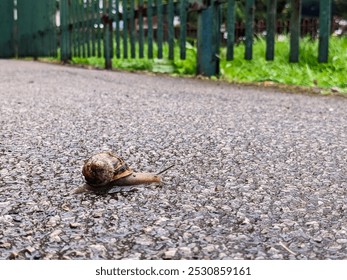 Close-up of a snail slowly crawling across a wet pavement after a rain shower with textured ground and green fence in the background, showing nature-in-the-city, perseverance, nature, and environment - Powered by Shutterstock