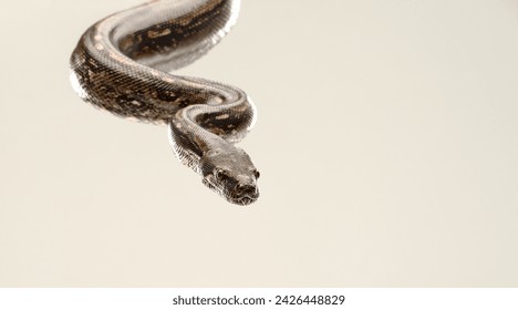Closeup, snake and Burmese Python with reptile, movement and natural isolated on a beige studio background. Tropical pet, animal and mockup space with nature and wildlife with biology and unique