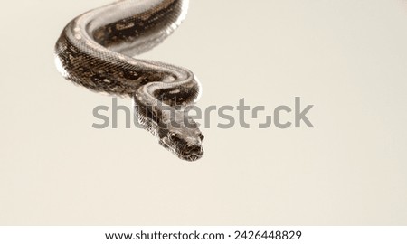 Closeup, snake and Burmese Python with reptile, movement and natural isolated on a beige studio background. Tropical pet, animal and mockup space with nature and wildlife with biology and unique