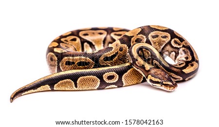 Close-up snake on a white background isolated. Snake boa constrictor. Reptile exotic animal.