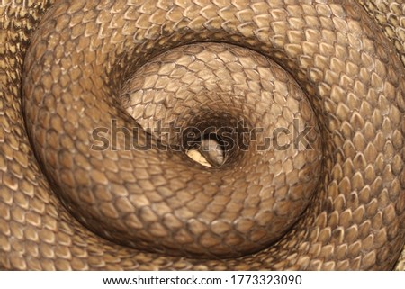 Similar – Image, Stock Photo beautiful pattern of meadow viper