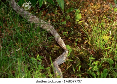 1,393 Shed Snake Skin Images, Stock Photos & Vectors 