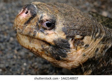 190 Common snapping turtle on white Images, Stock Photos & Vectors ...