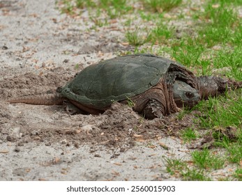A closeup of a Snapping Turtle resting on a sandy ground