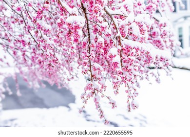 Closeup Of Snow Covered Branch Of Japanese Sakura Tree With Cherry Blossom On Branch In Fairfax, Virginia Near Washington DC With Pink Petal Flowers