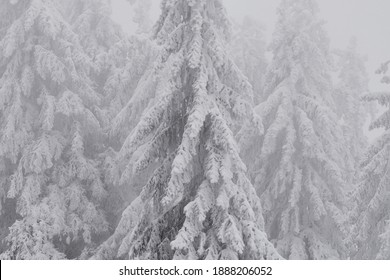 Closeup of snow covered coniferous trees (firs) in the forest on a cold and frosty winter day.