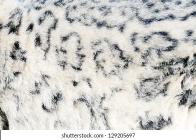 Closeup Of Snow Leopard Fur Texture For Background