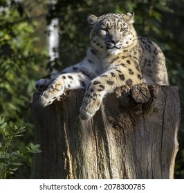 1,886 Leopard lying in tree Images, Stock Photos & Vectors | Shutterstock