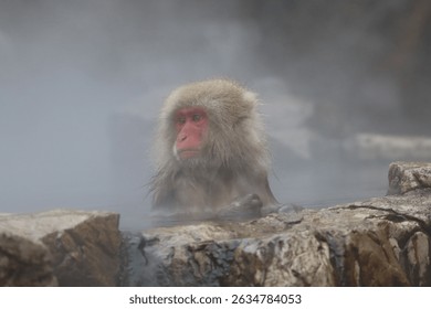 Closeup of an snow monkey head bathing in a hot water pool
