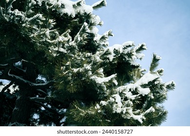 A close-up of snow on a pine tree branch against a blue sky.