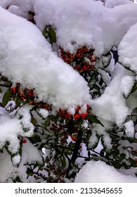 A close-up of snow on a red and orange shrub plant known as the Pyracantha Red Column. Red berries of Pyracantha Red Column with branches in the background. Selective focus.