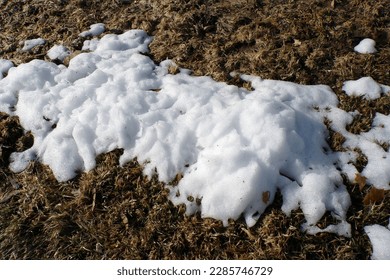 Close-up of snow patch on ground with nearby plants or grass