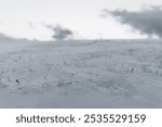 Close-up of snow-covered ground with grass in winter twilight