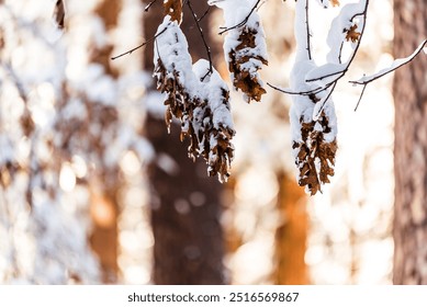 Close-up of snow-covered leaves on a branch with forest background.