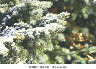 Close-up of snow-dusted evergreen branches illuminated by warm sunlight, showcasing the textures and vibrant greenery of winter nature - Powered by Shutterstock