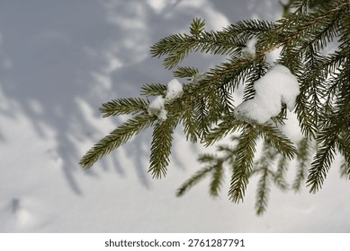 Close-Up of Snow-Dusted Spruce Branch Casting Shadows on Winter Snow
