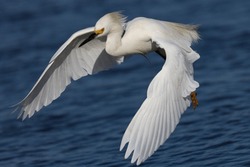 Close-up Of A Snowy Egret Flying, , Seen In The Wild In A North California Marsh