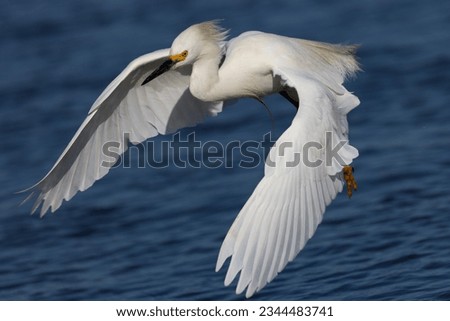 Close-up of a snowy egret flying, , seen in the wild in a North California marsh