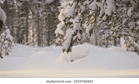 Close-up of a snowy pine branch hanging over a serene, sunlit winter forest with soft light and deep snow - Powered by Shutterstock