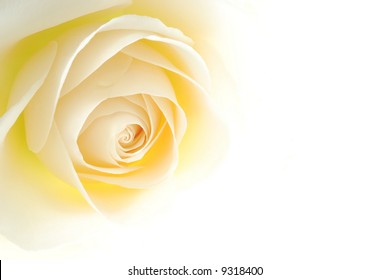 Close-up of soft creamy white rose flower against white background