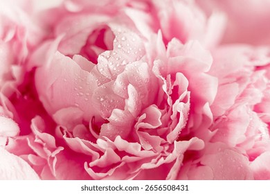 Close-up soft focus background or backdrop of a delicate cultivated pink peony flower with elegant petals wet with water droplets used as decorative plant in garden or as gift for holiday celebration