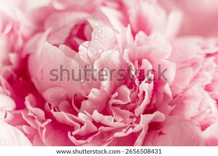 Close-up soft focus background or backdrop of a delicate cultivated pink peony flower with elegant petals wet with water droplets used as decorative plant in garden or as gift for holiday celebration
