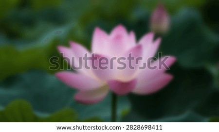 A close-up, soft focus shot of a delicate pink lotus flower in full bloom, set against a backdrop of lush green lily pads and foliage.