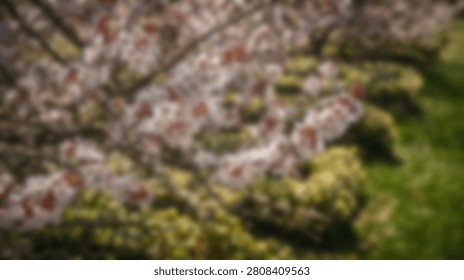 A close-up, soft focus view of delicate pink cherry blossoms in full bloom against a backdrop of vibrant green grass, evoking a sense of spring.