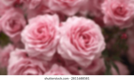 A close-up, soft focus view of numerous delicate pink roses in full bloom, creating a romantic and gentle floral background.