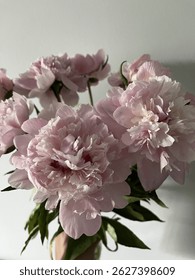 Close-up of soft pink blooming peonies. Blooming peonies in a vase. Pink peonies on a white background