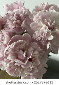 Close-up of soft pink blooming peonies. Blooming peonies in a vase. Pink peonies on a white background