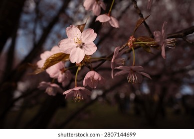 close-up of soft pink cherry blossoms and delicate petals on slender branches in warm spring light, shallowdof with creamy bokeh highlighting stamens, leaves and woodland background, contrast