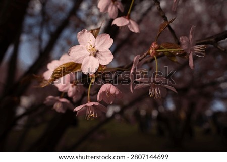 close-up of soft pink cherry blossoms and delicate petals on slender branches in warm spring light, shallowdof with creamy bokeh highlighting stamens, leaves and woodland background, contrast