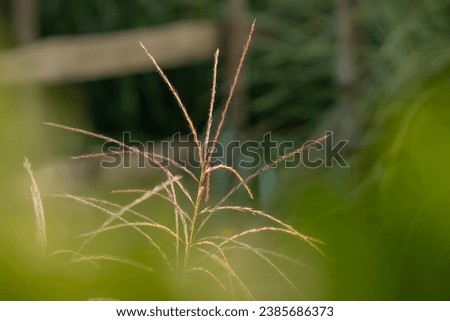 A close-up of the softness of the grass