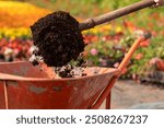 Close-up of soil being shoveled into a wheelbarrow in a greenhouse, with colorful flowers in the background.