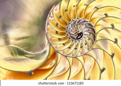 Close-up of a solarized nautilus shell revealing its intricate patterns, textures, and details - Powered by Shutterstock