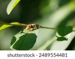 Close-up of a solitary wasp perched on a green leaf with blurred background.
