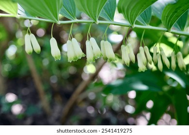 Close-up of Solomon's seal flowers in a forest - Powered by Shutterstock