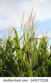 Closeup Some Cornstalks Field That Ready Stock Photo 1455772328 ...