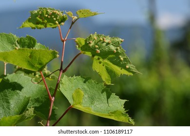 closeup of some grapevine leaves  damaged by phylloxera