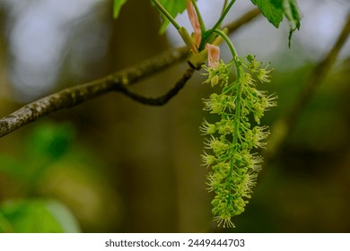 Close-up of some maple blossoms