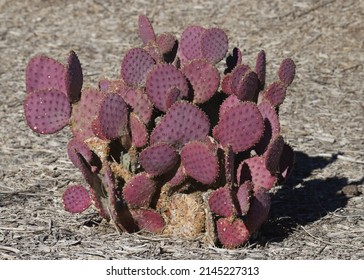 Closeup Of Some Purple Pricklypear Cactus