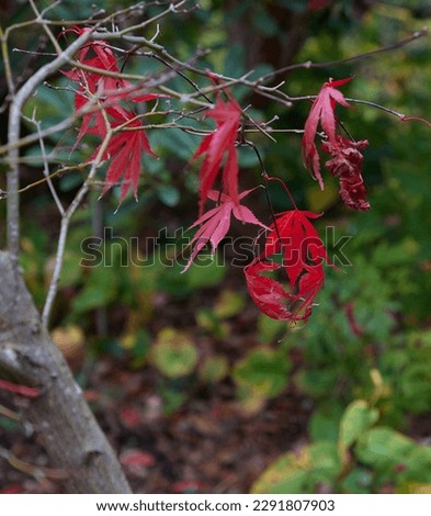 Closeup of some red autumn  leaves of Acer palmatum Sumi-nagahsi.