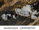 Close-up of some Schizophyllum commune