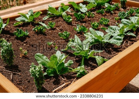 closeup of some smal spinach and lettuce plants growing in an elevated bed planter box in Spain, on a summer day