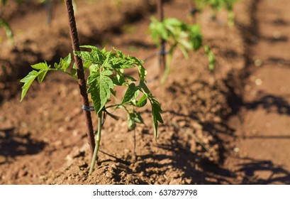 closeup of some tomato plants in an organic orchard