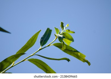 Close-up Of Some White Willow Leaves With Blue Sky On Background