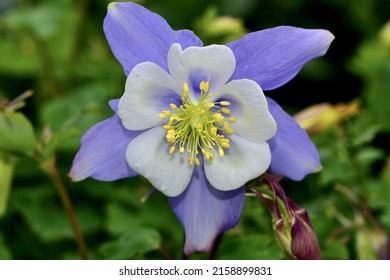 A Closeup Of A Songbird Bluebird Columbine Flower In A Garden