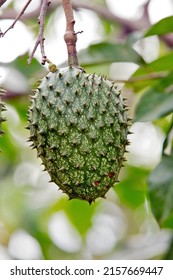 Closeup of soursop on tree with leaves and branches on Bahia, state, Brazil - Shutterstock ID 2157669447